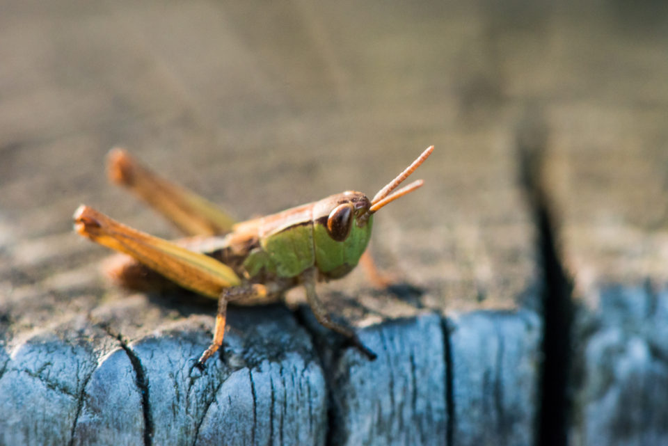 A Meadow Grasshopper
