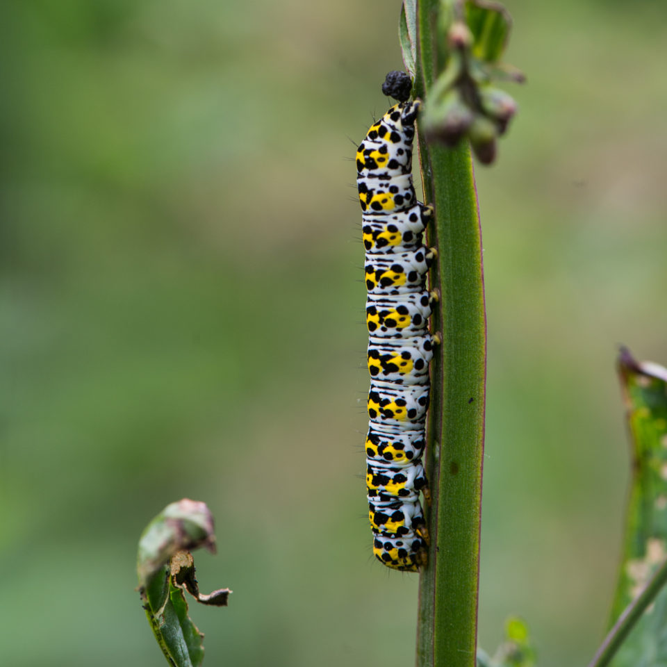 Mullein Moth Caterpillar