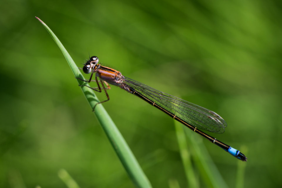 Blue Tailed Damselfly