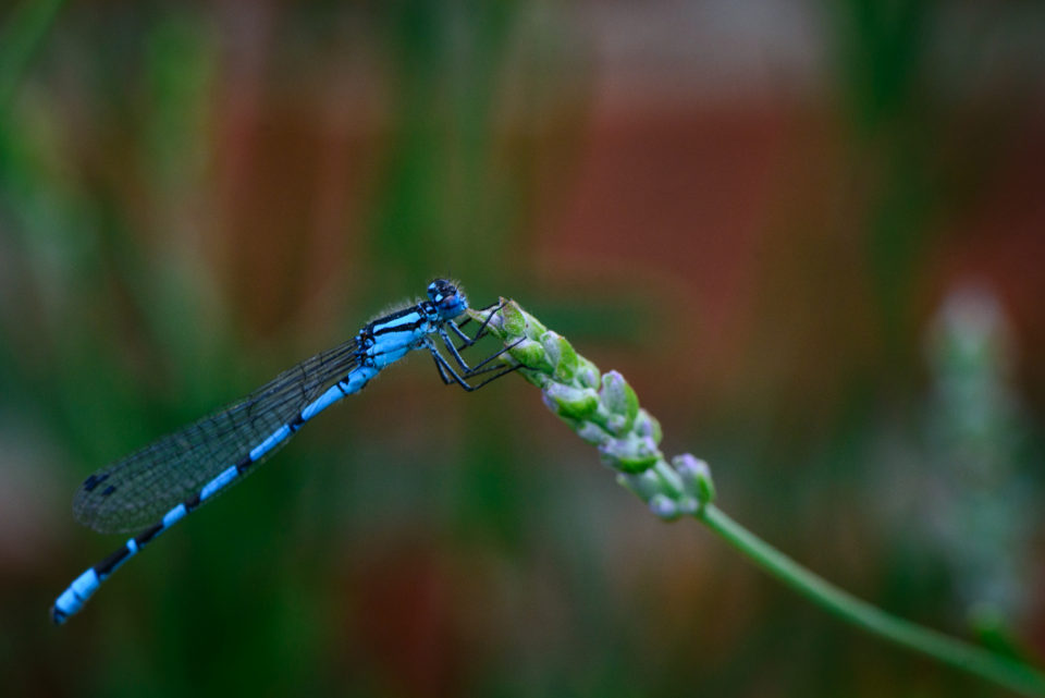 A Common Blue Damselfly in the garden