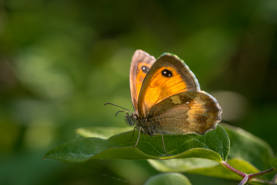 Gatekeeper Butterfly , Pyronia tithonus in Rowney Woods