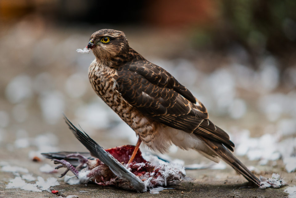 A female sparrowhawk with kill
