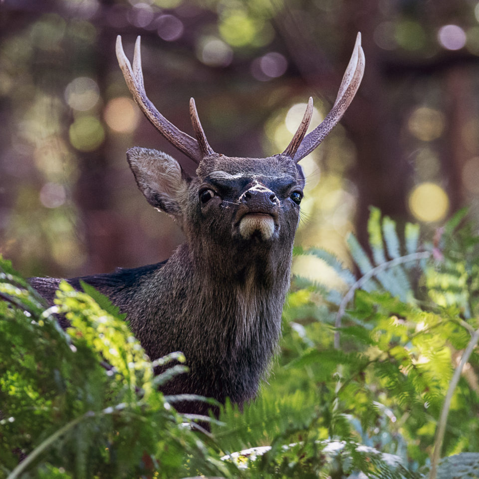 Sika Deer in Bracken at Knole