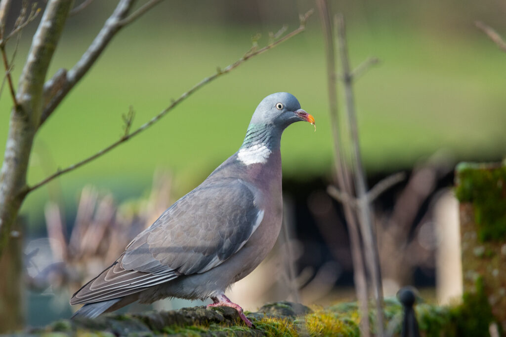 The Much Maligned Flying Rat