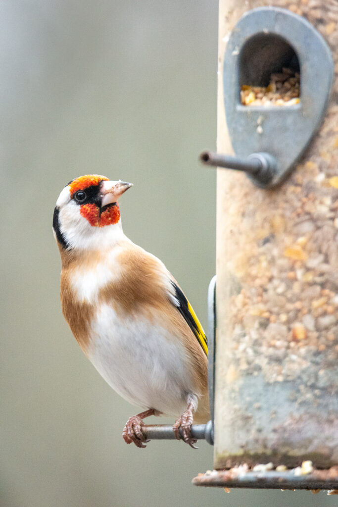 Goldfinch Carduelis carduelis