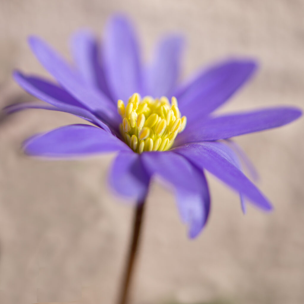 For your clothes, here's a pretty flower