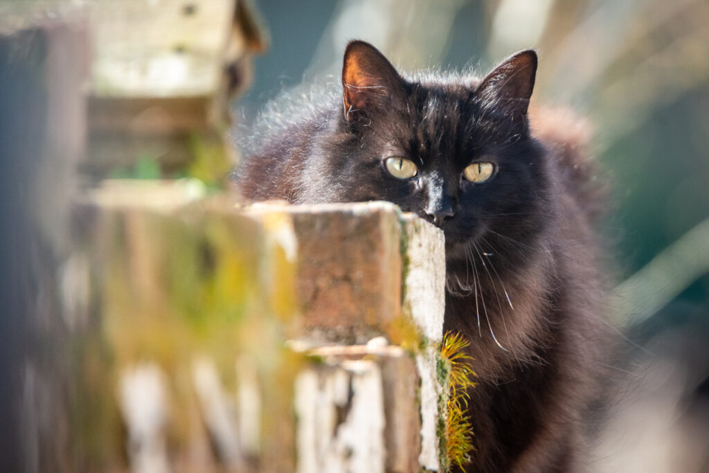 The Dark Assassin Returns - Sneeky Return