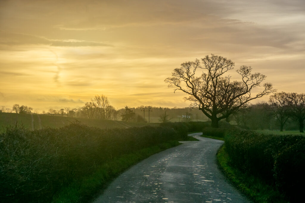 The Tree on Bigod Lane in Great Dunmow