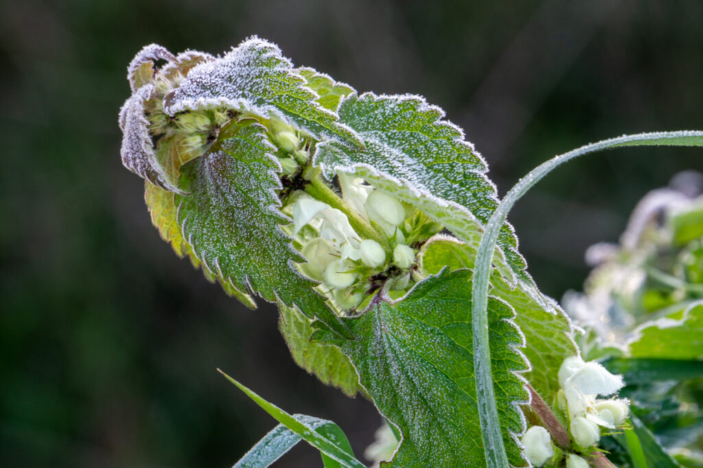 Protect The Babies from the Cold