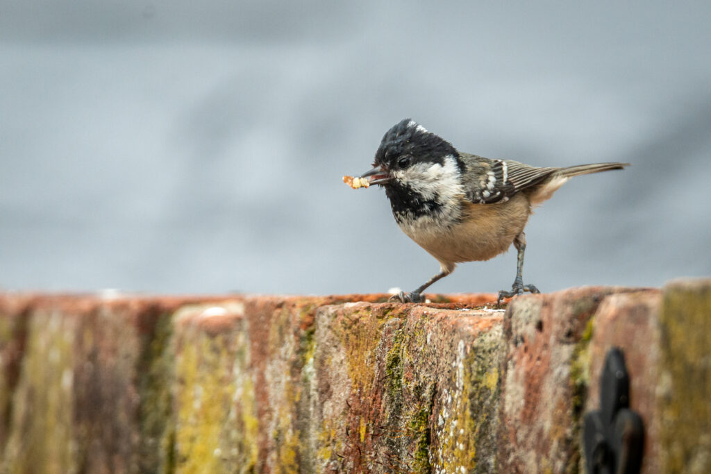 One Harrassed Coal Tit