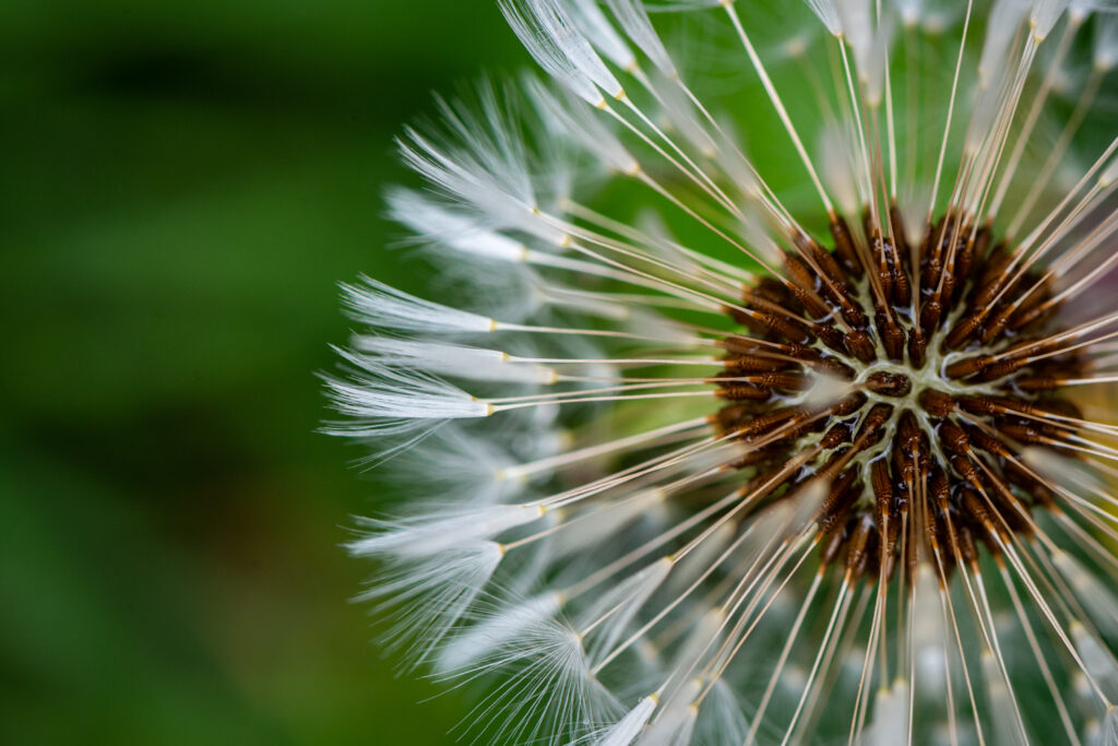 Dandelion Clock