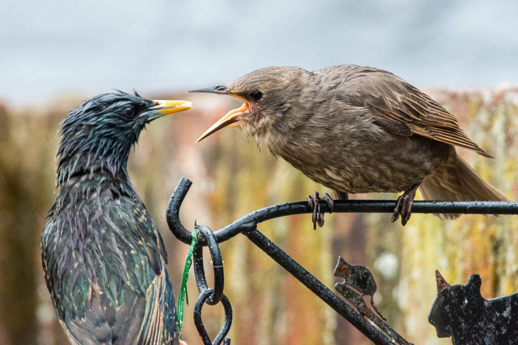 Feed Me Now!