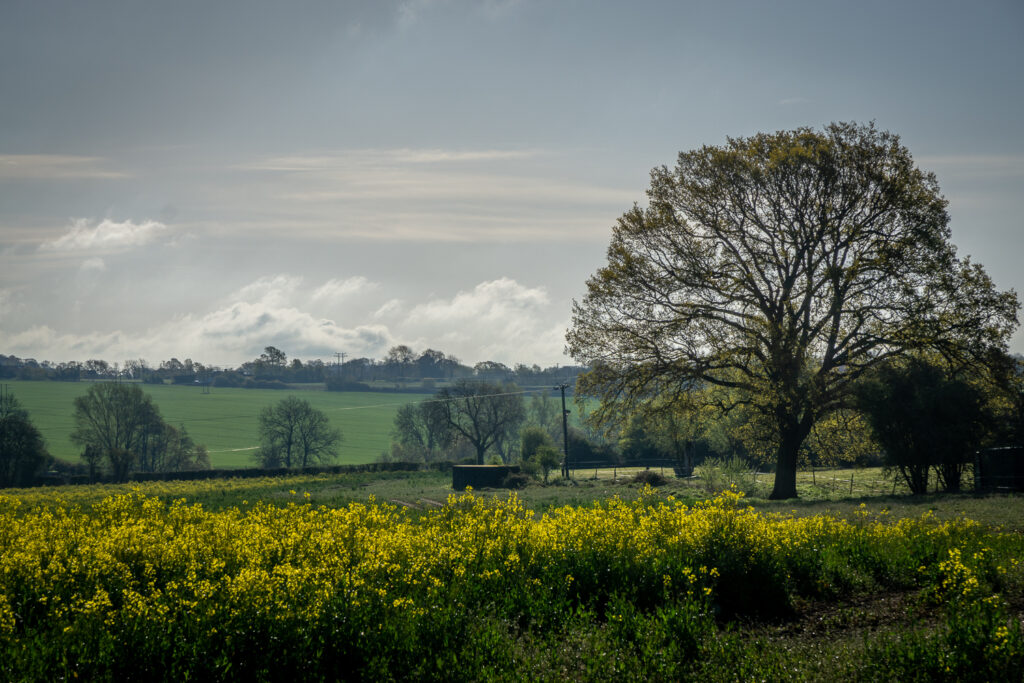 Rapeseed on Beaumonts Hill