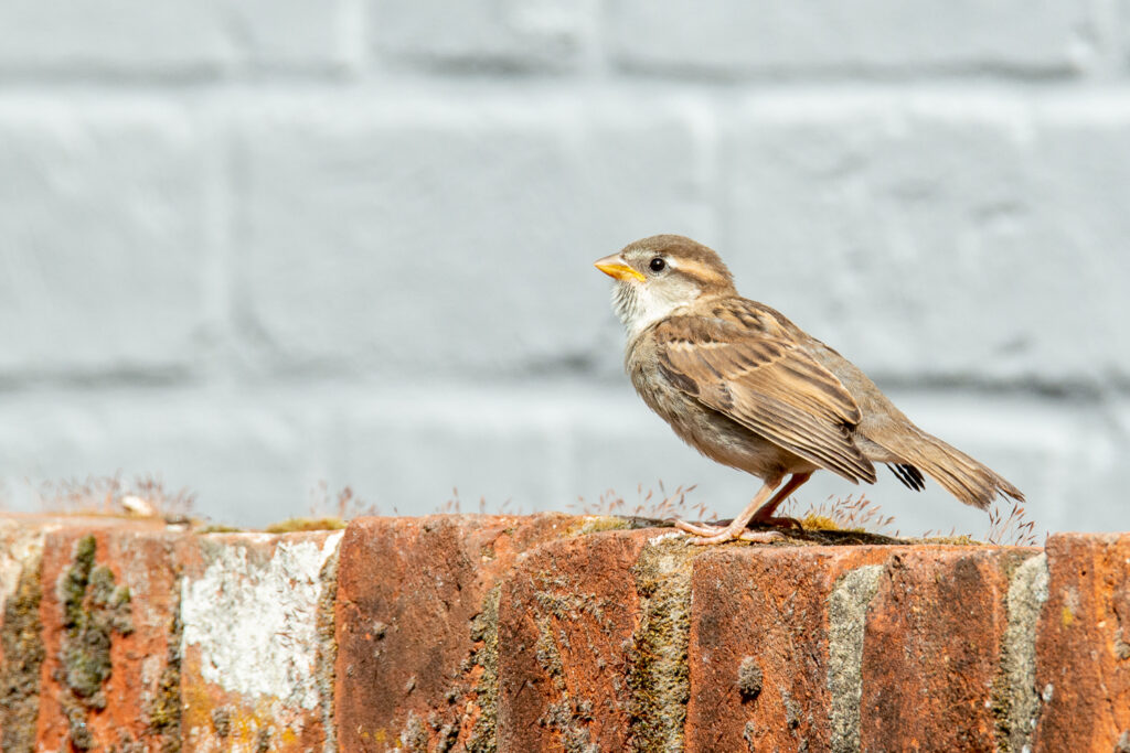 Fledgling House Sparrow