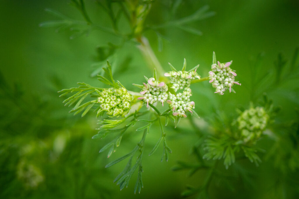Coriander