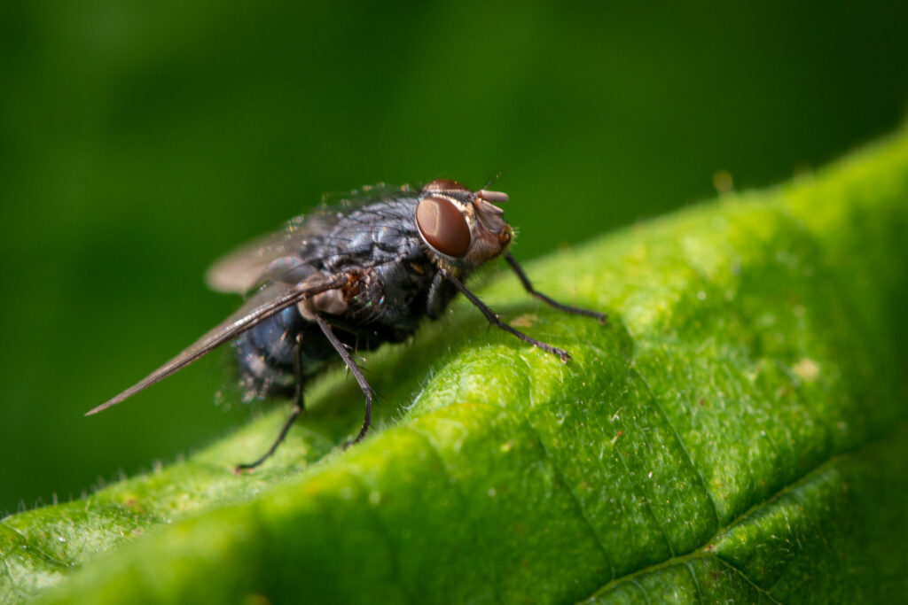 Housefly