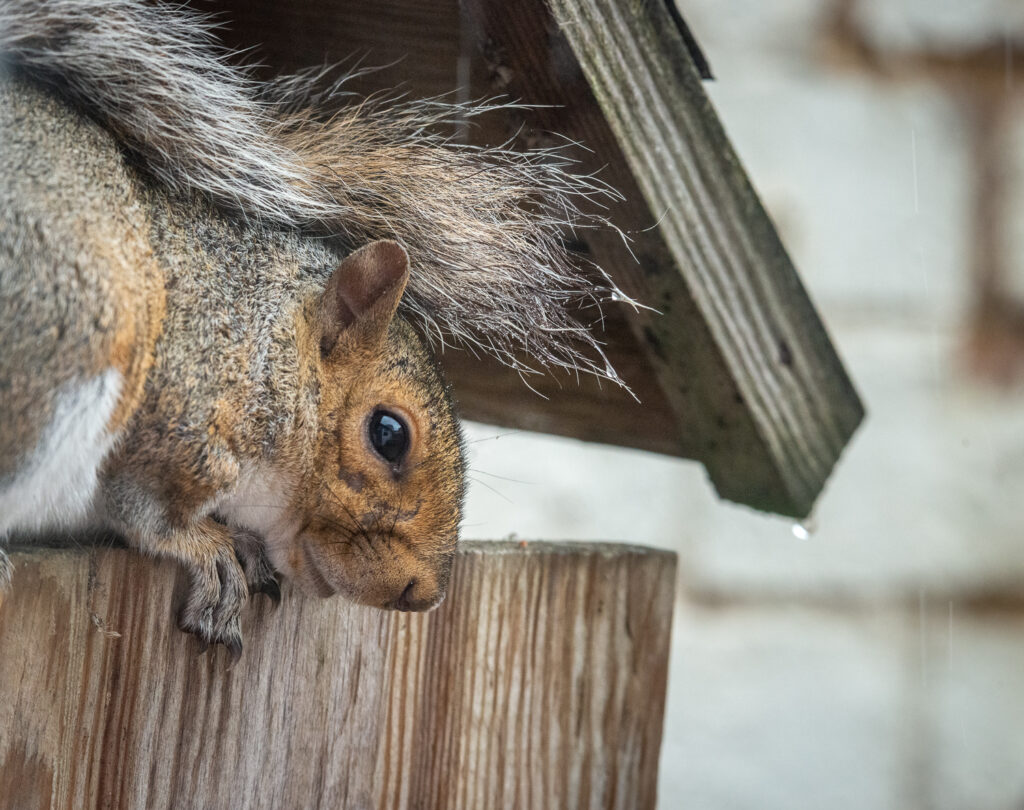 Shelter from the Rain