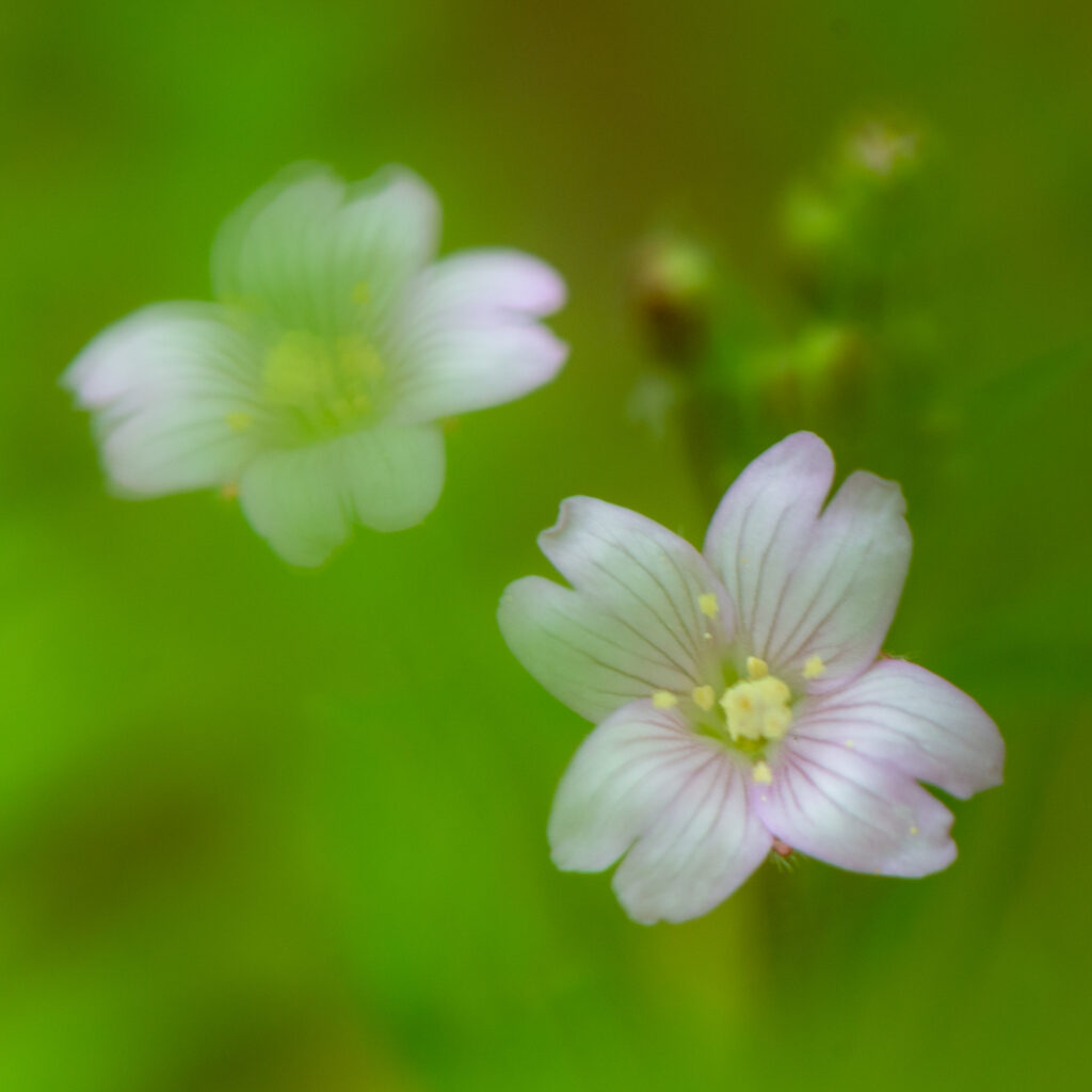 Softly on the Garden