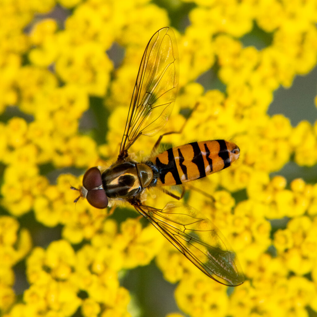 More Hoverfly Action