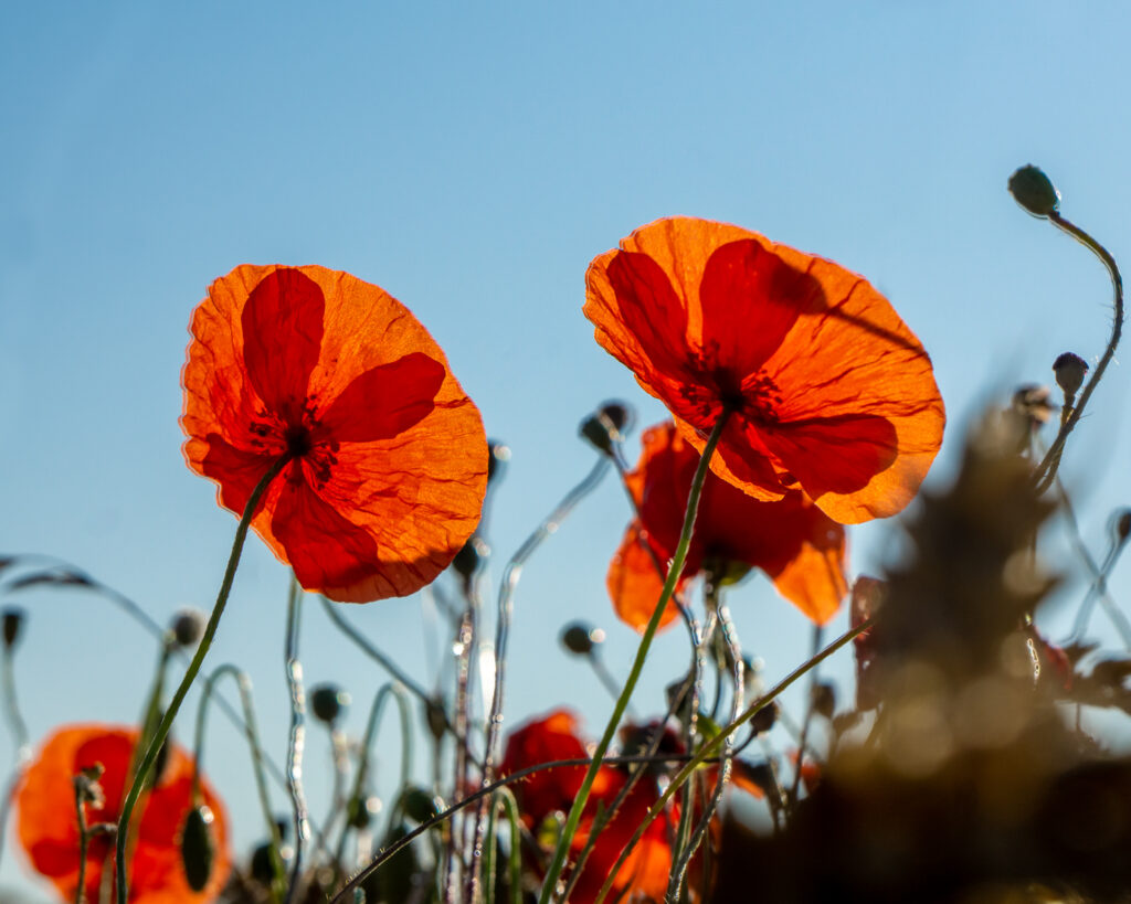 Roadside Poppies III