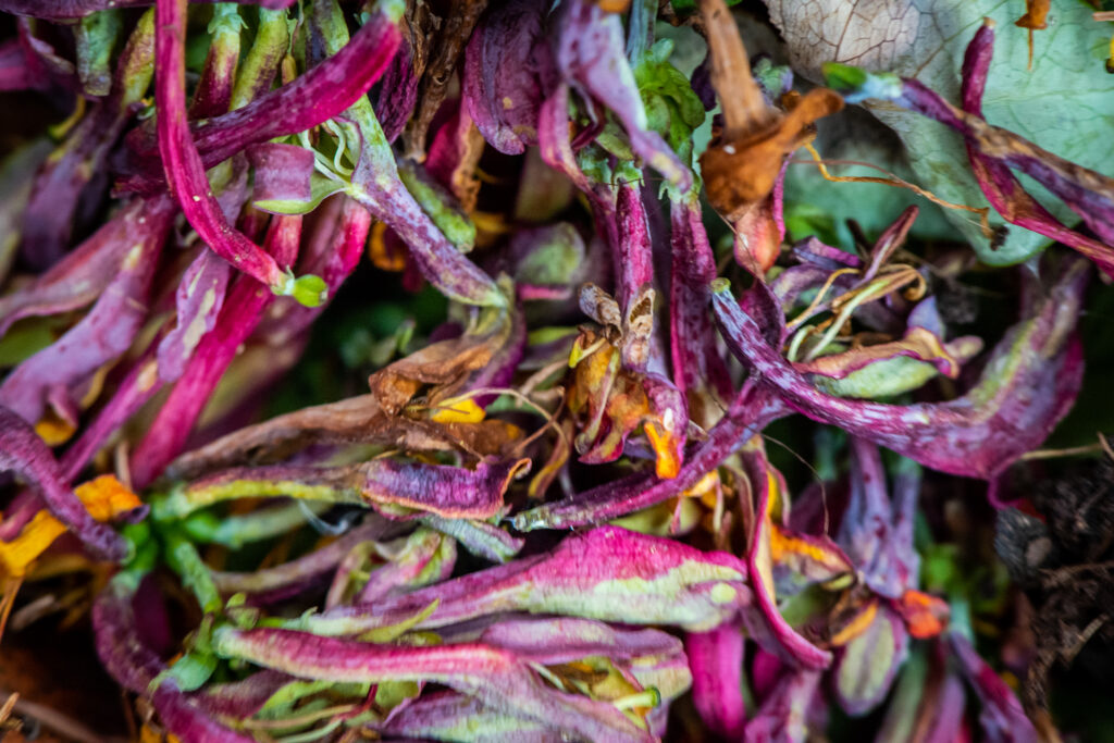 A Natural Jackson Pollock