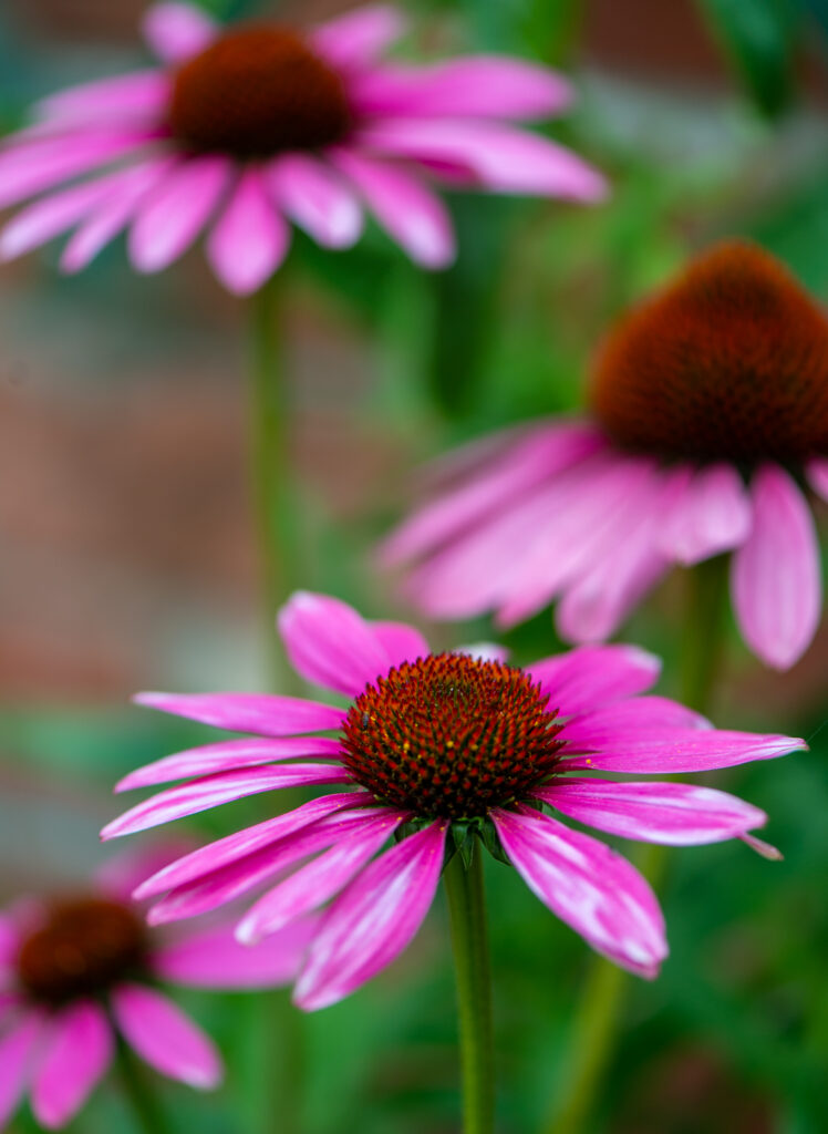 Echinacea on the turn