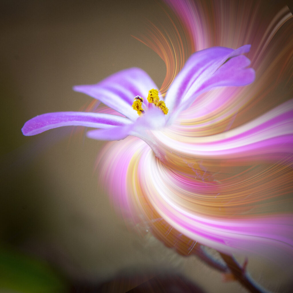 163-365v4-Herb-Robert-Geranium-robertianum-Twirl