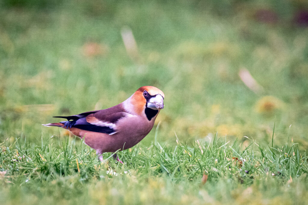 DSC_2957 - Photography by Mark Seton