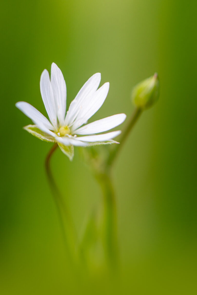 Greater Stitchwort (Rabelera holostea)