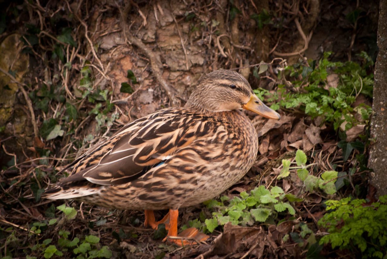 Female Mallard Duck
