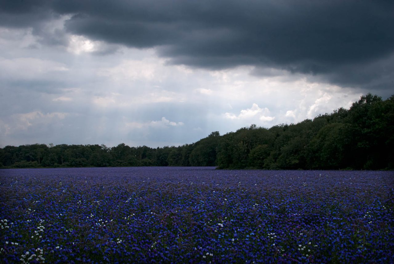 A Sea of Purple at Rowney Woods