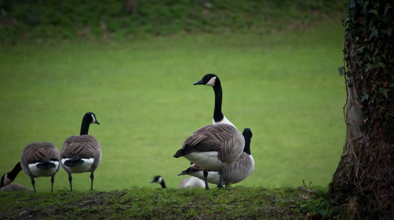 Canadian Geese Doctors Pond