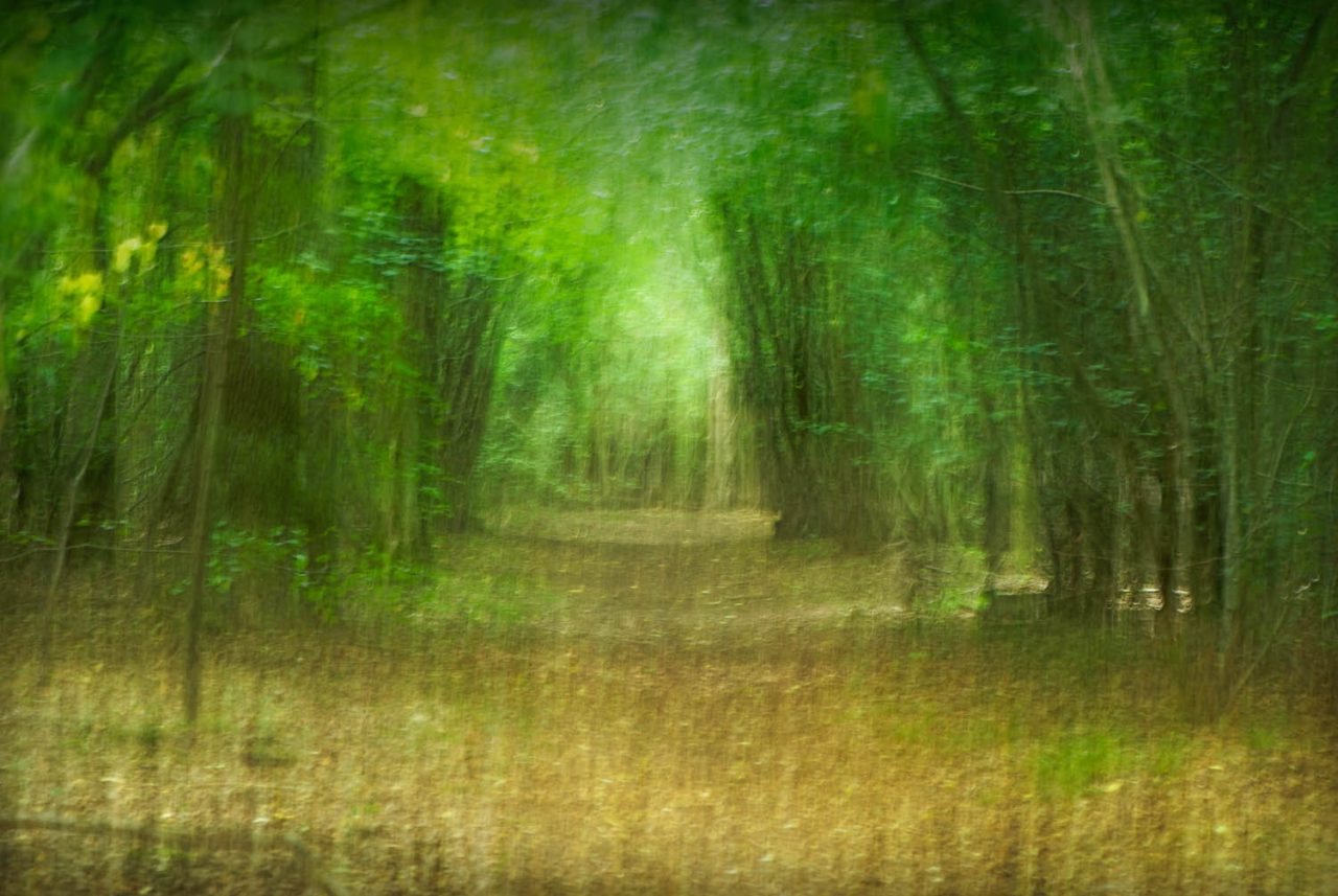 Chalkney Woods