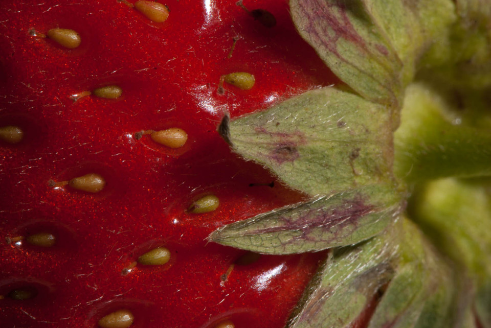 Strawberry Macro - Photography by Mark Seton Strawberry Macro
