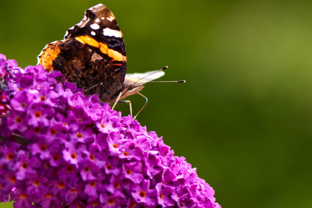Red Admiral on Buddleia Vanessa atalanta