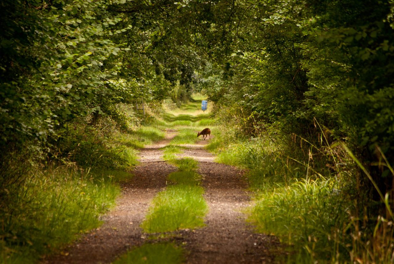 Muntjac Deer in Rowney Woods