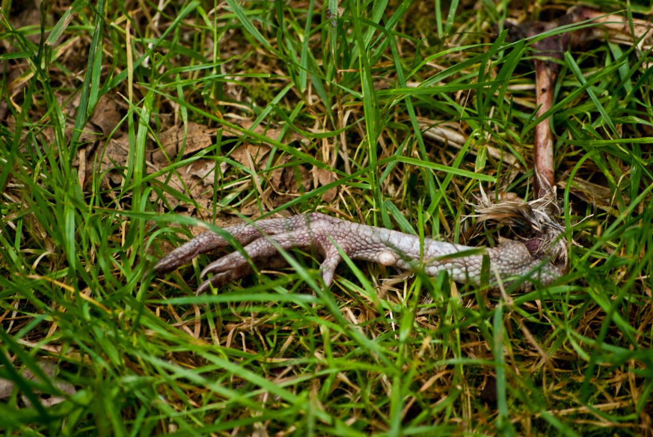 All that remains of a Foxes dinner