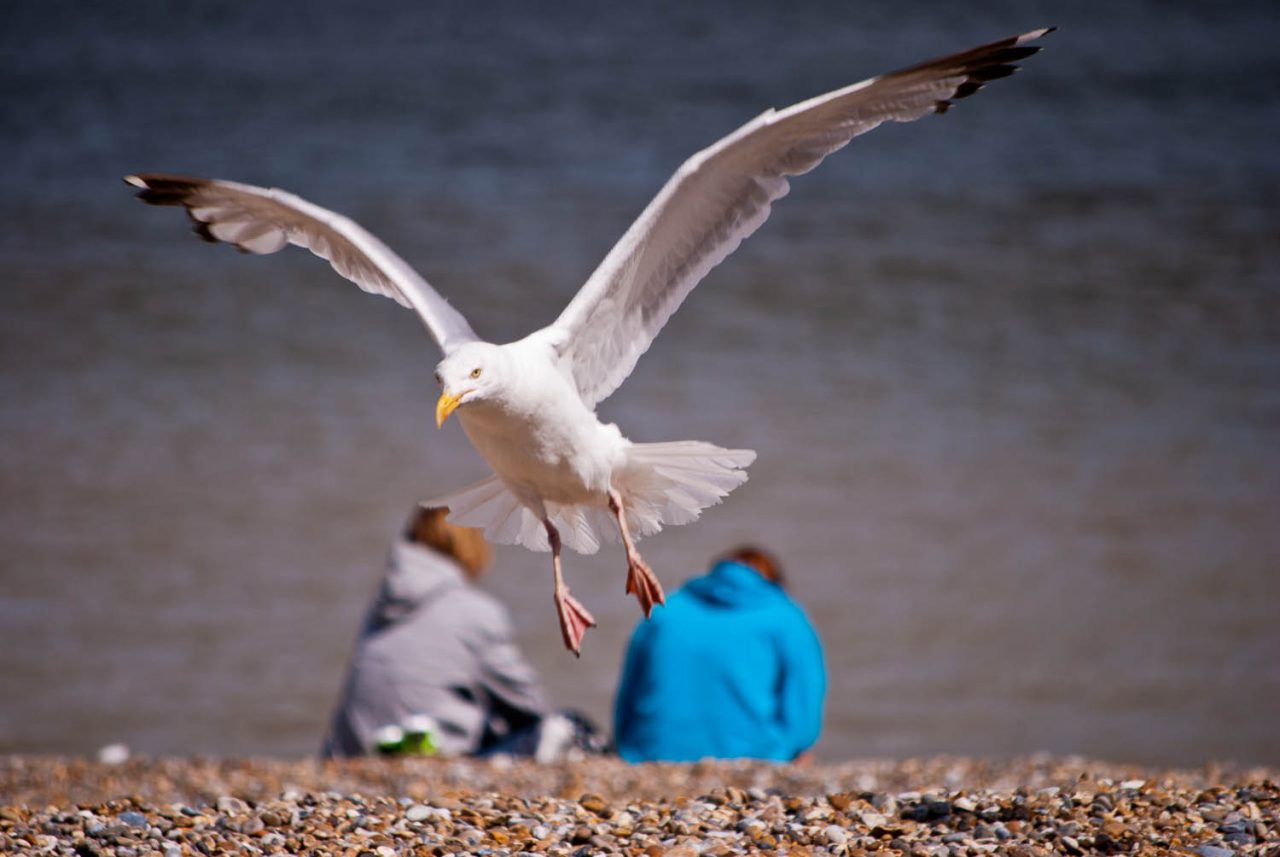 A seagull at Aldeburgh