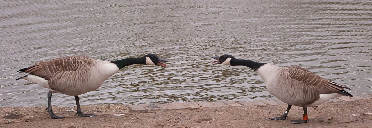 Duelling Geese on Doctors Pond in Great Dunmow