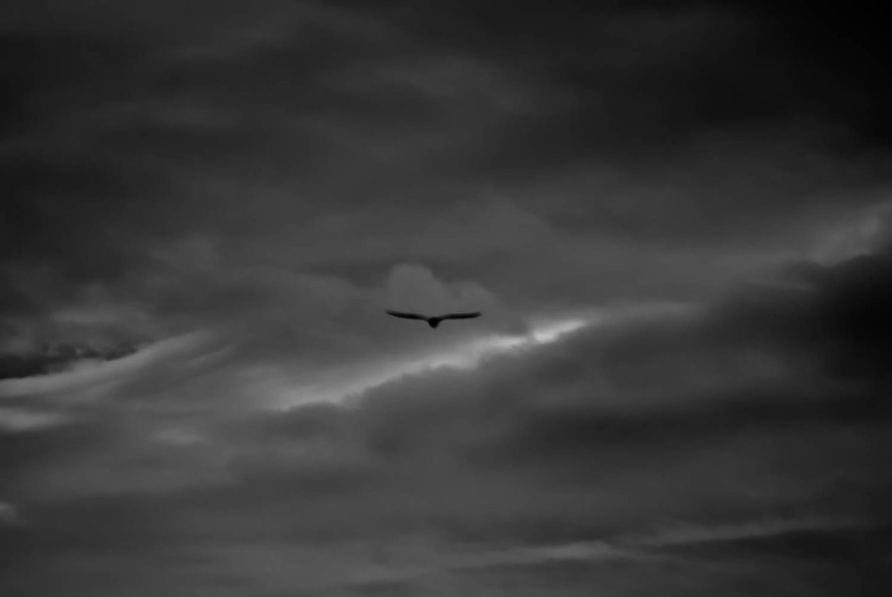Flying Home B&W