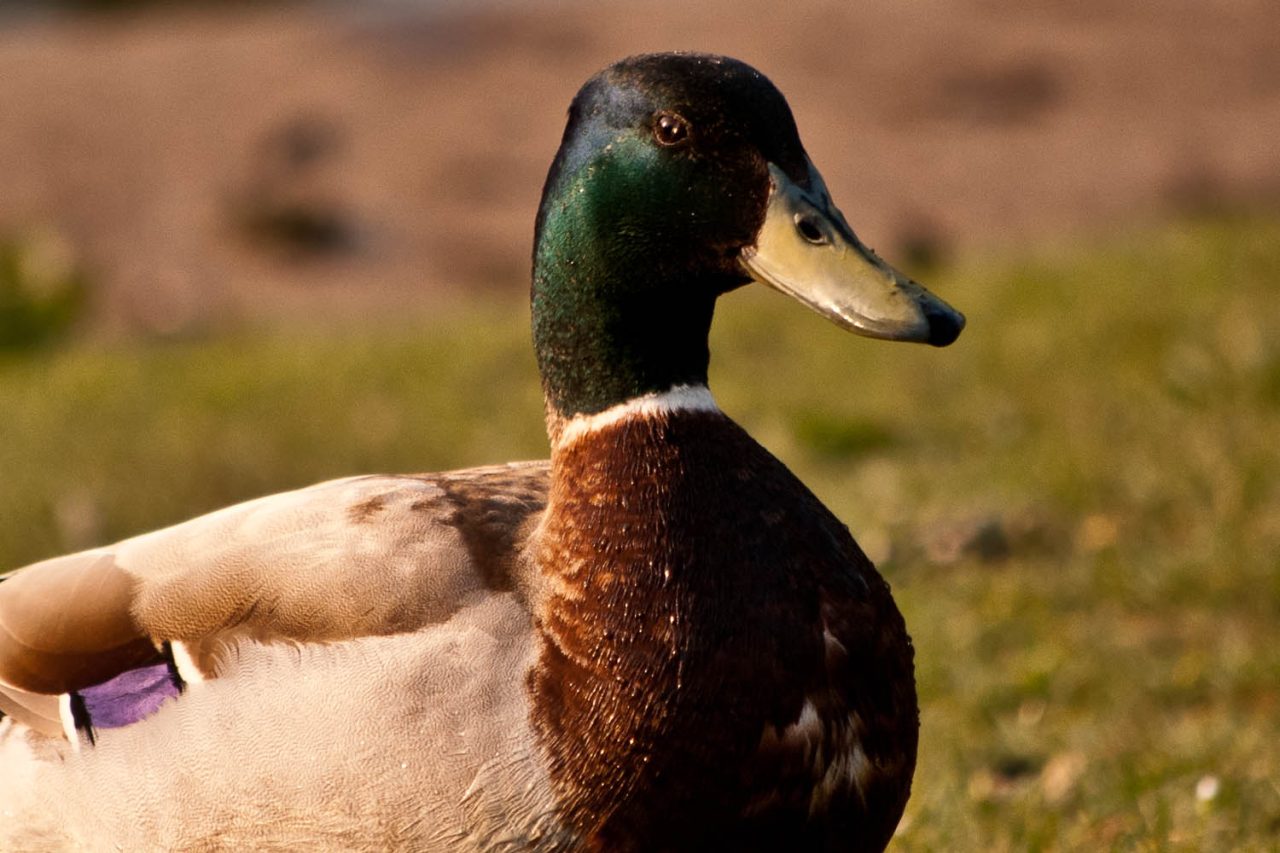 Male Mallard Duck