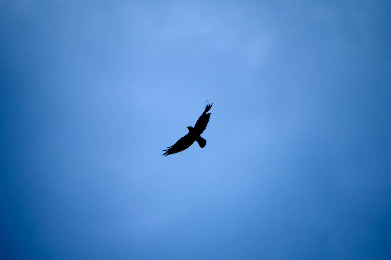 The Broken Raven