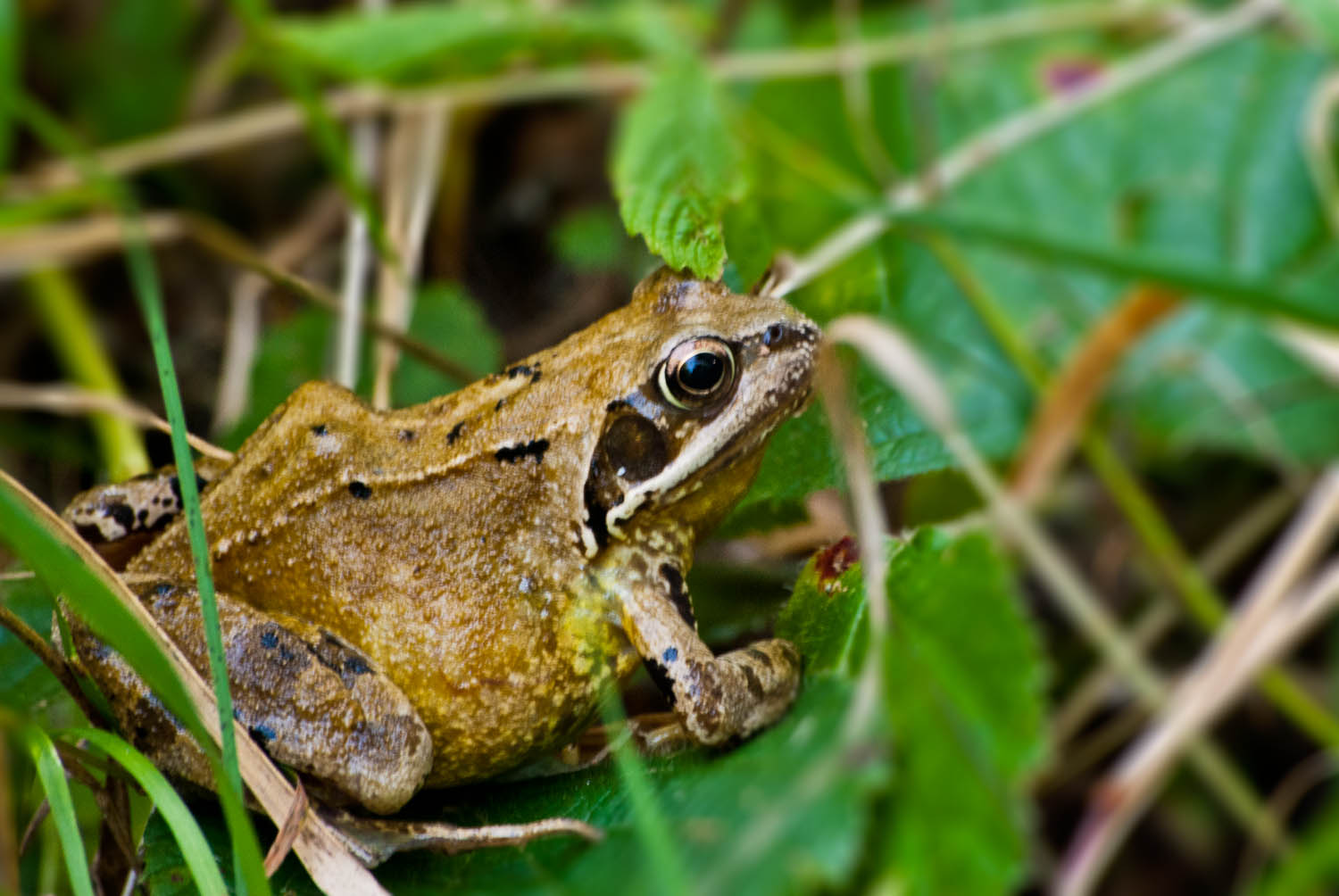 Common Frogs In Uk At Terry Haskell Blog Common Frogs In Uk At Terry Haskell Blog