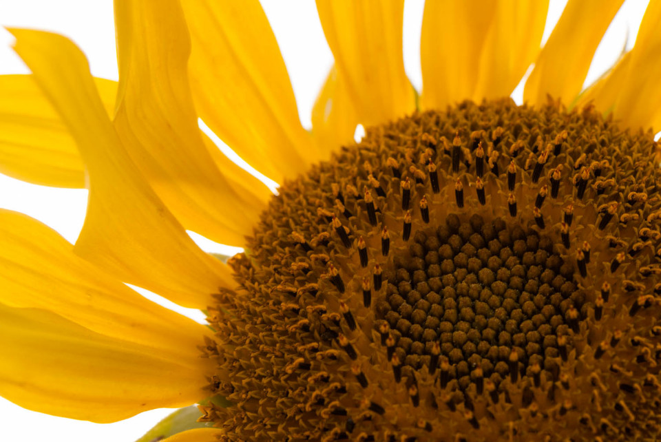 Close to the Sun...flower