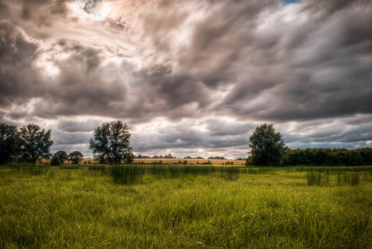 Grasslands