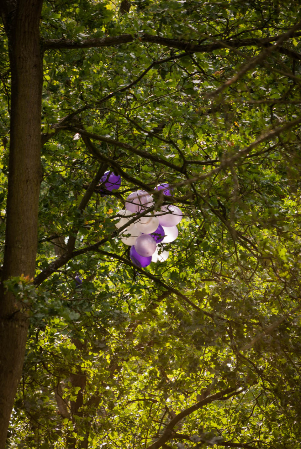 Party Ballons in Rowney Woods