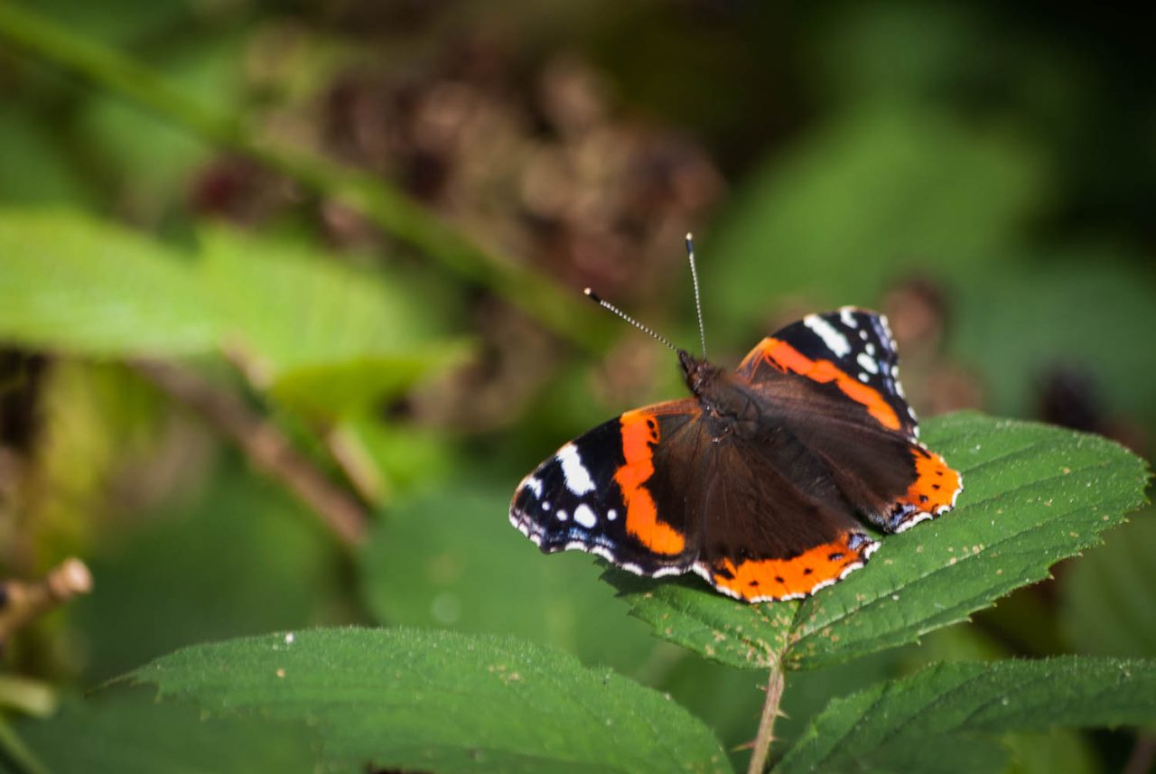 Red Admiral butterfly