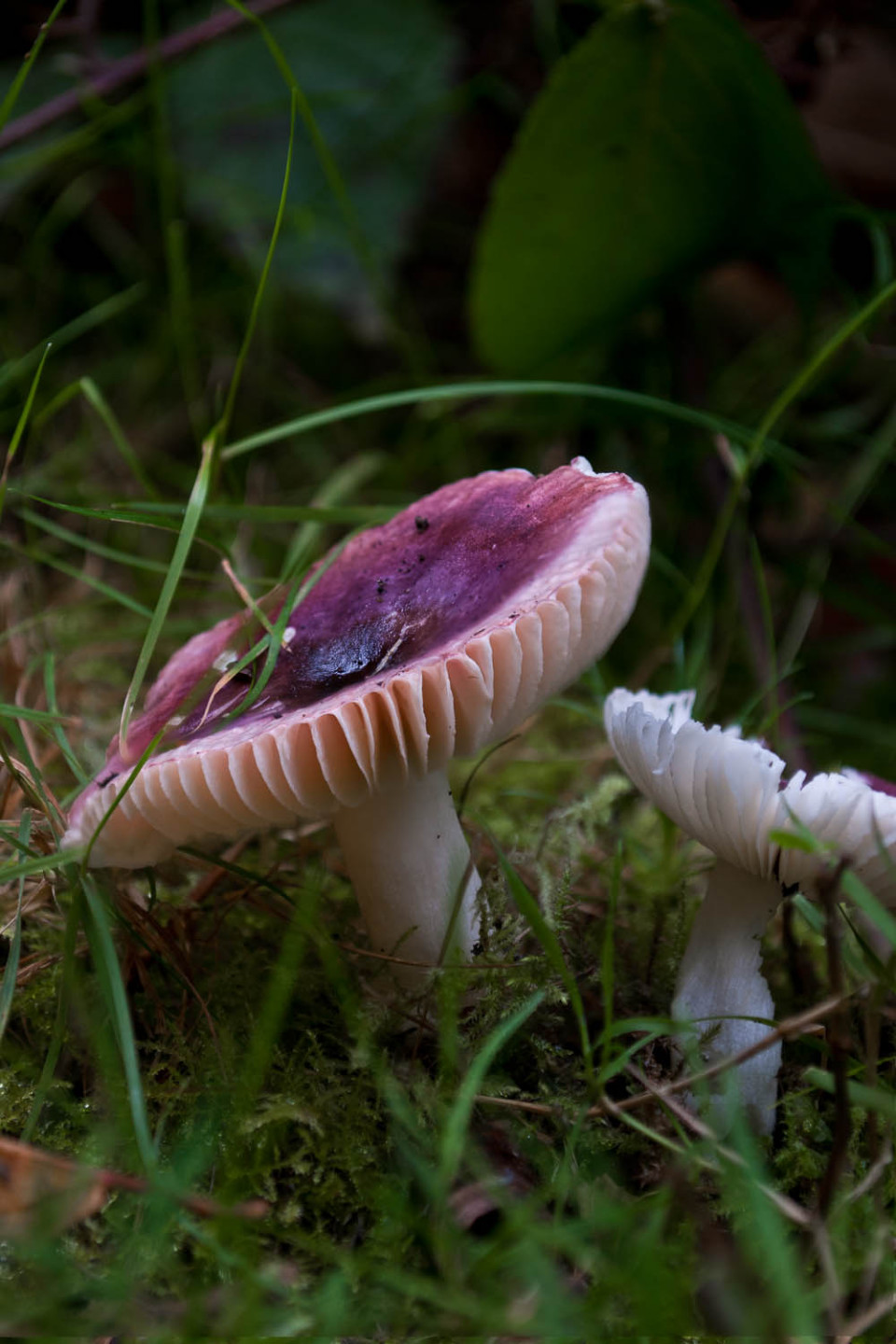 Red Capped Fungus
