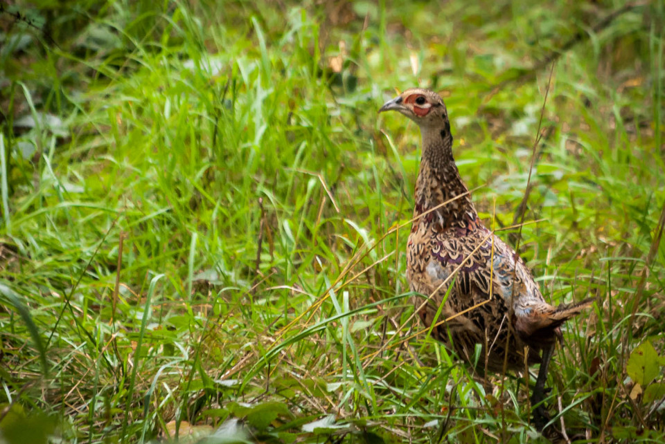 Young Pheasant