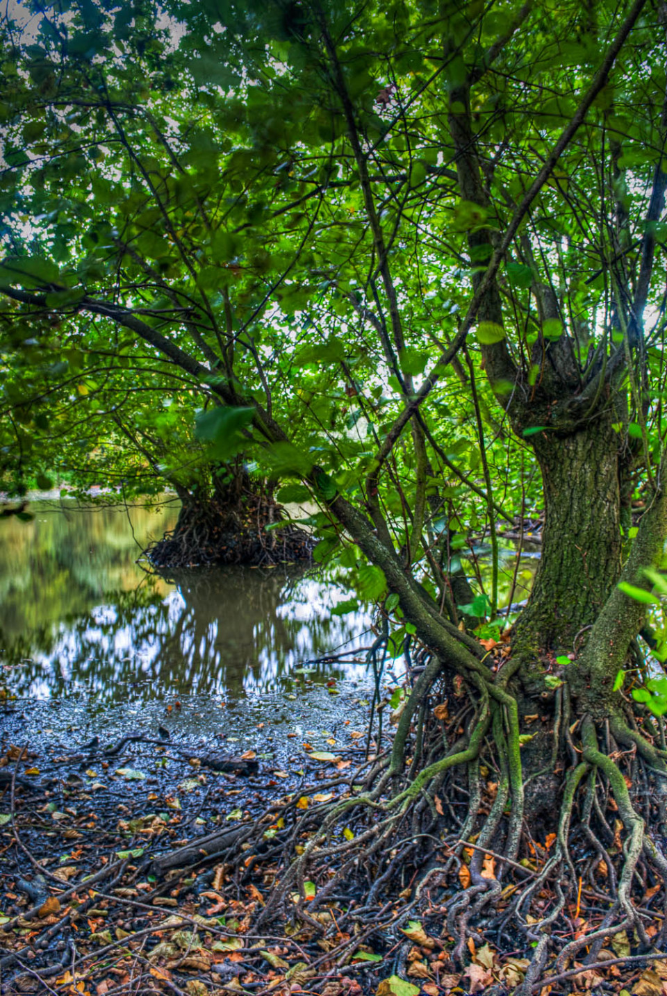 Your roots are showing